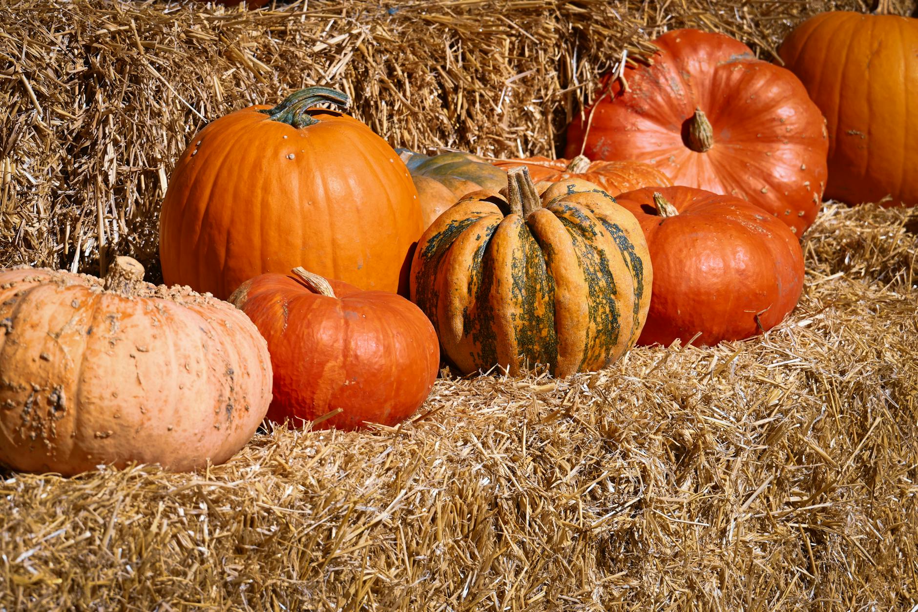 vibrant autumn pumpkins on straw bales
